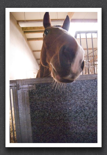 reitsport_MAR0135