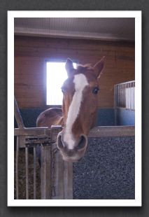 reitsport_MAR0052_1