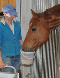 Pferd wird gefüttert